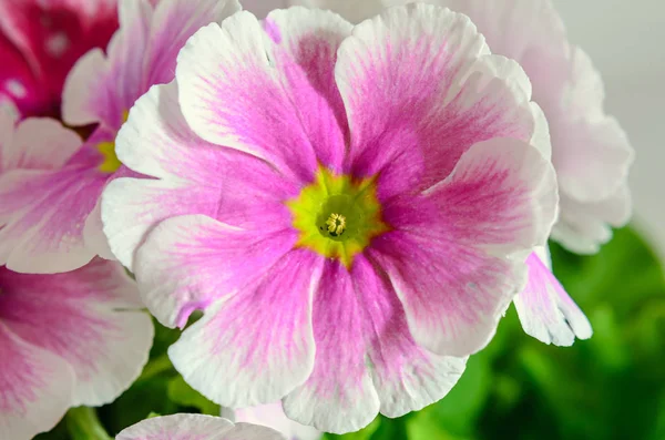Primula obconica tócame, rosa con flores blancas, hojas verdes — Foto de Stock