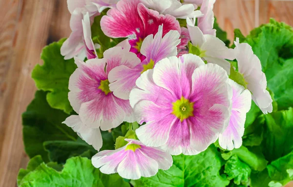 Primula obconica tócame, rosa con flores blancas, hojas verdes — Foto de Stock