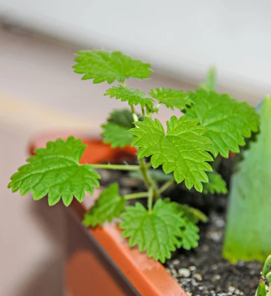 Bebek yeşil urtica dioica, ortak ısırgan, batma, yakın çekim