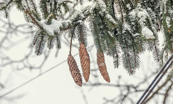 Ramo verde com pinhas marrons, gelo e neve no inverno — Fotografia de Stock