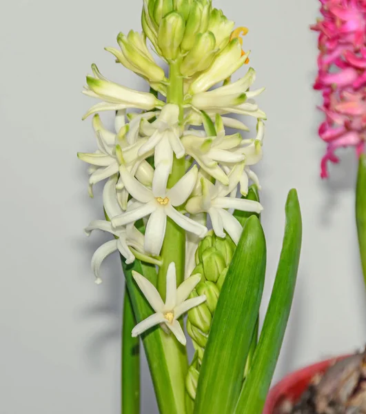 Weiße Hyazinthus orientalis, Gartenhyazinthenblüten, Nahaufnahme — Stockfoto