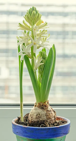 Hyacinthus orientalis branco, flores de jacinto de jardim, janela — Fotografia de Stock