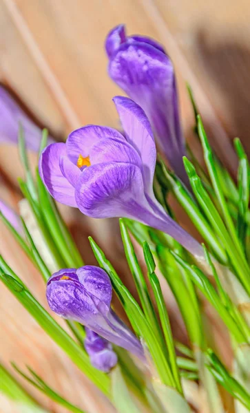Fioletowe fioletowe Krokus kwiaty zielone roślin, podłoże drewniane — Zdjęcie stockowe