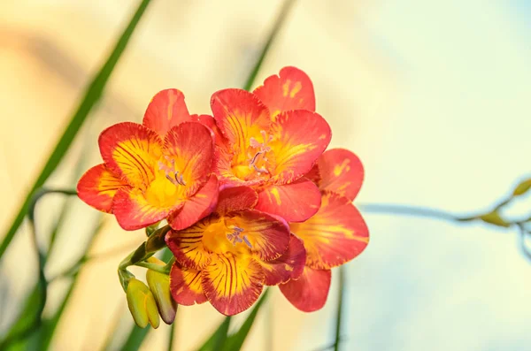 Púrpura con flor de freesia amarilla, fondo de ventana, planta verde — Foto de Stock