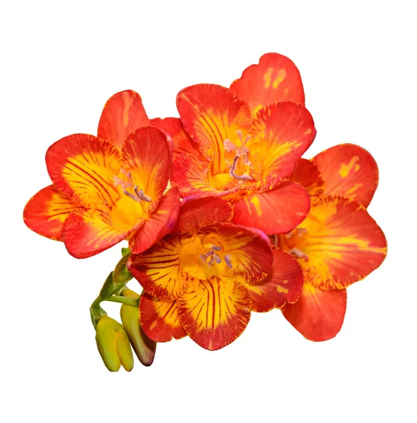 Lila med gul freesia, gröna blomknoppar, isolerad på vit — Stockfoto