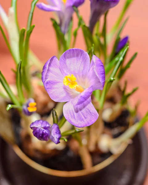 Violeta malva crocus flores bulbos de plantas verdes, fondo de madera — Foto de Stock