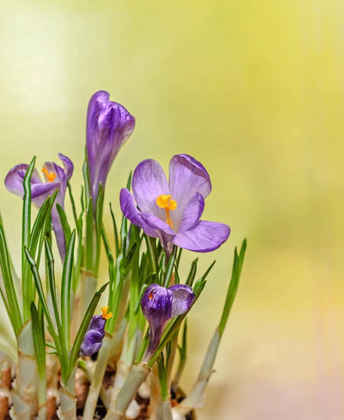 Фиолетовый лиловый крокус цветы зеленые растения, желтый фон боке — стоковое фото