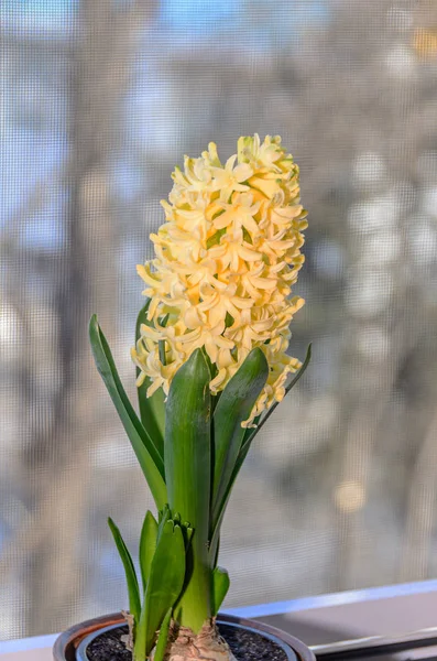 Gelbe Hyazinthus orientalis, Gartenhyazinthe-Blumenzwiebeln — Stockfoto