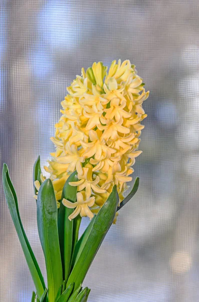 Желтый Hyacinthus orientalis, садовая луковица гиацинта — стоковое фото
