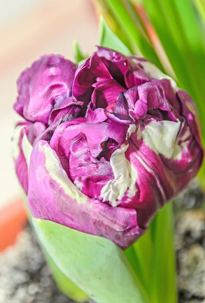 Flaming parrot tulip violet and white flower, close up
