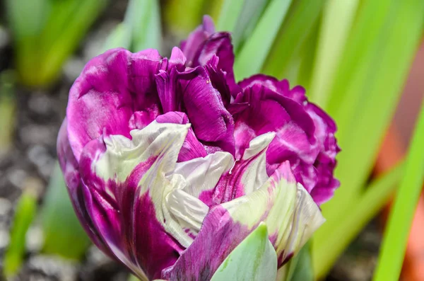 Пылающий попугай тюльпан фиолетовый и белый цветок, закрыть — стоковое фото