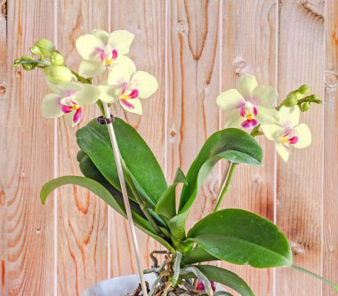 Kırmızı pistils ile sarı orkide çiçek