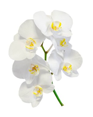 beyaz orkide çiçekleri izole