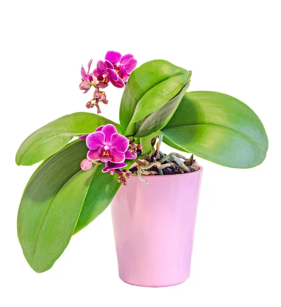 Pink orchid flowers pink flowerpot — Stock Photo, Image
