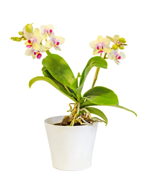 Flores amarelas da orquídea, pistilos vermelhos, vaso branco — Fotografia de Stock