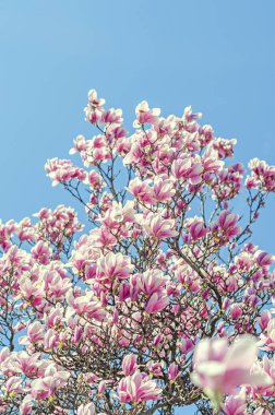Pembe, Eflatun Manolya ağacı çiçekler, şube, mavi gökyüzü