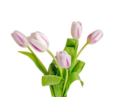 Hafif kırık beyaz çizgili Lale çiçek, buket, grup, ayrı tut
