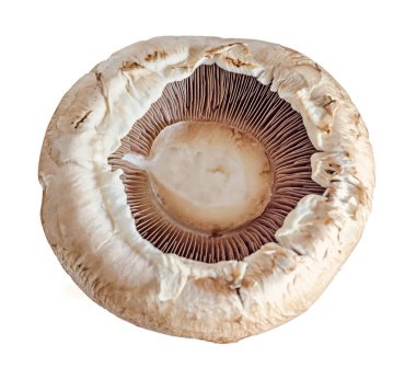 Mantar champignon Kupası, Agaricus bisporus, makro, yakın