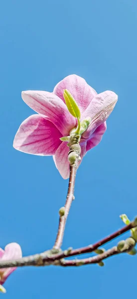 Magnolia árbol rosa, flores púrpura, cielo azul, al aire libre, tiempo de primavera — Foto de Stock