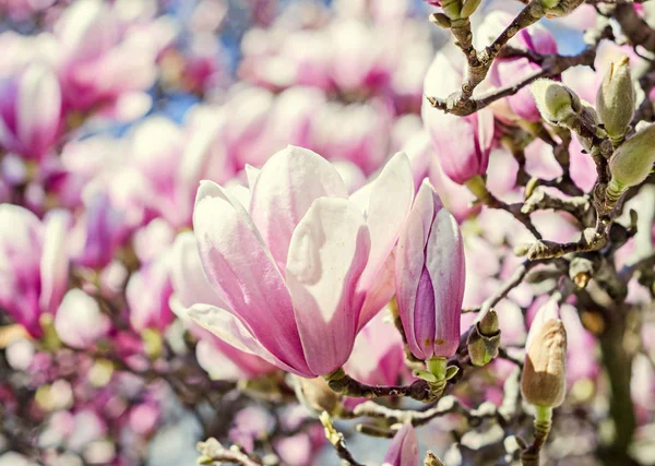 Magnolia árbol rosa, flores púrpura, cielo azul, al aire libre, tiempo de primavera — Foto de Stock