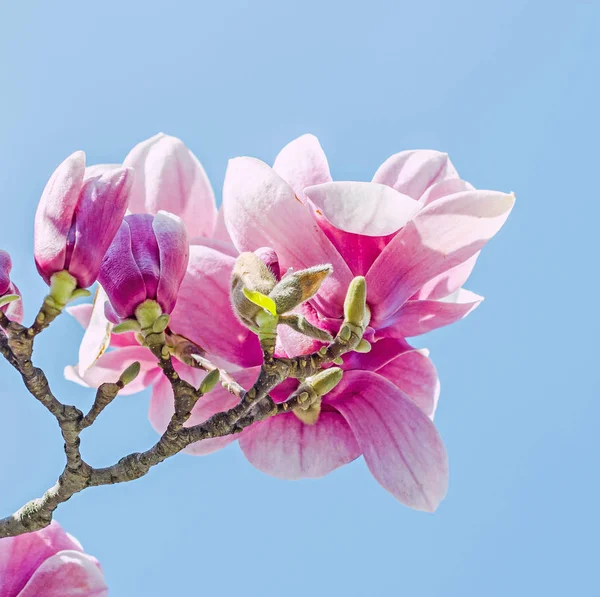 Magnolia árbol rosa, flores púrpura, cielo azul, al aire libre, tiempo de primavera — Foto de Stock