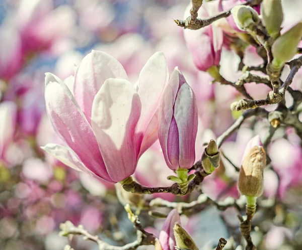 Magnolia árbol rosa, flores púrpura, cielo azul, al aire libre, tiempo de primavera — Foto de Stock