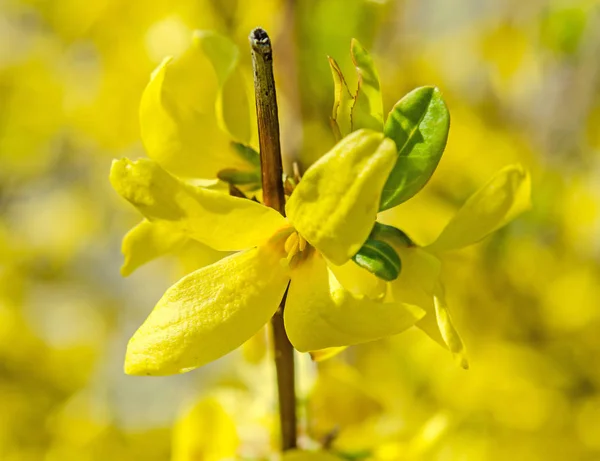 Amarillo Forsythia flores, arbustos — Foto de Stock