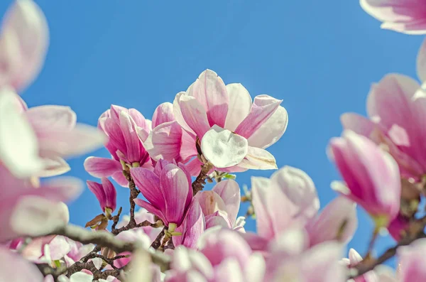 Rosa, púrpura Flores de árbol de Magnolia, rama, cielo azul — Foto de Stock