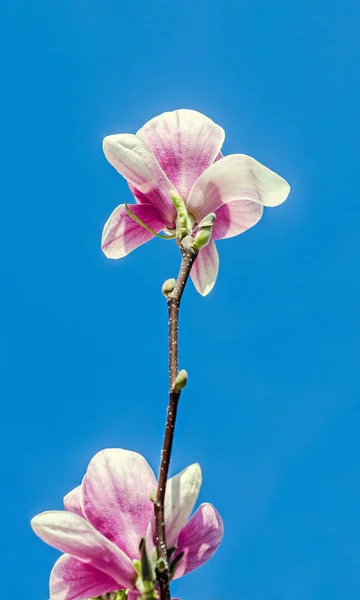 Rosa, púrpura Flores de árbol de Magnolia, rama, cielo azul — Foto de Stock