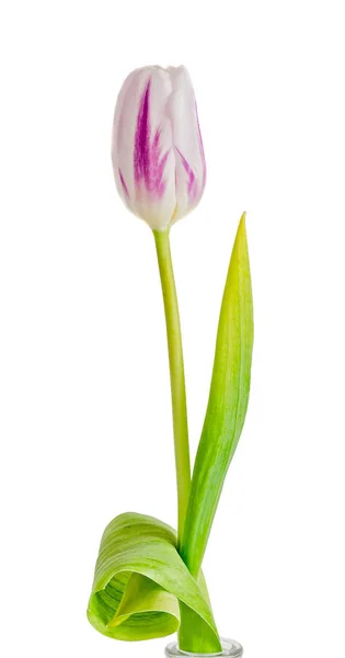 Światło fioletowe paski tulip kwiat, na białym tle — Zdjęcie stockowe