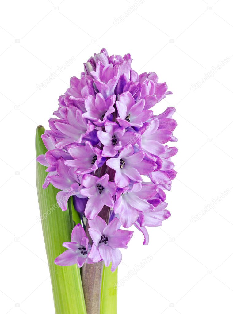 Violet Hyacinthus orientalis flowers, green leaves, isolated