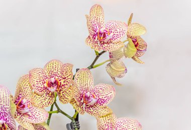 Sarı ile kırmızı lekeler orkide dal çiçek, izole kapatmak