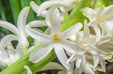 Hyacinthus orientalis makro çiçekler, Bahçe sümbül soğanları beyaz