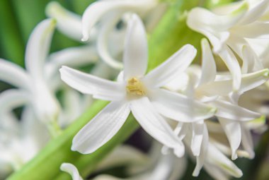 Hyacinthus orientalis makro çiçekler, Bahçe sümbül soğanları beyaz