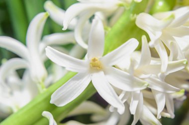 Hyacinthus orientalis makro çiçekler, Bahçe sümbül soğanları beyaz