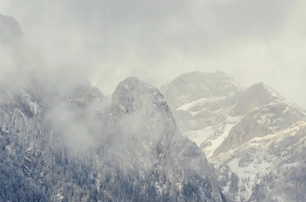 罗马尼亚山脉范围与松树林和雾, 冬天时间 — 图库照片