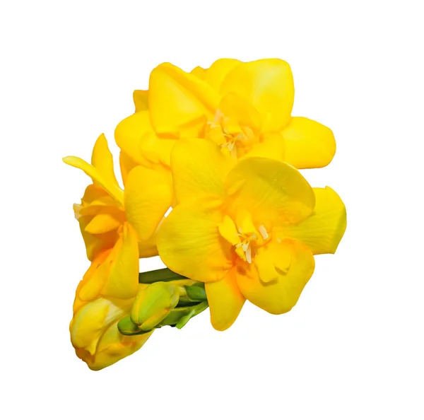 Fleur de freesia jaune isolée sur fond blanc, gros plan — Photo