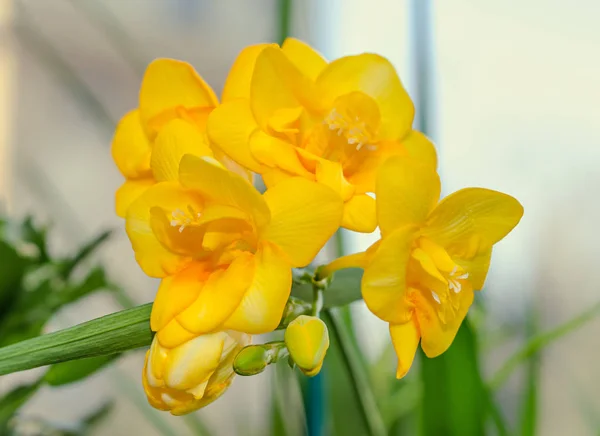 Gelbe Freesia-Blume, Bokeh-Hintergrund, grüne Blätter in Nahaufnahme — Stockfoto
