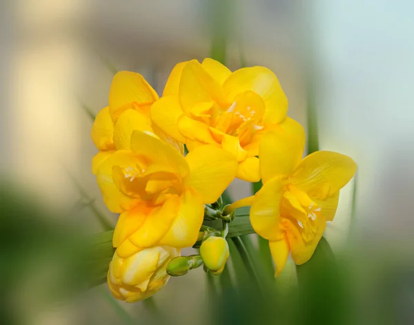 Flor de freesia amarilla macro, fondo bokeh, hojas verdes — Foto de Stock