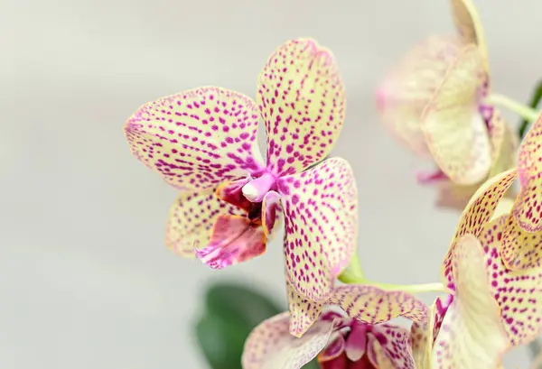 Sarı ile kırmızı lekeler orkide dal çiçek, izole kapatmak