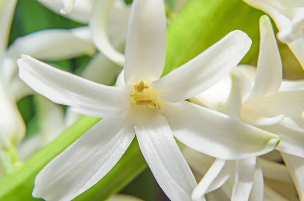 Blanco Hyacinthus orientalis macro flores, bulbos de jacinto de jardín — Foto de Stock