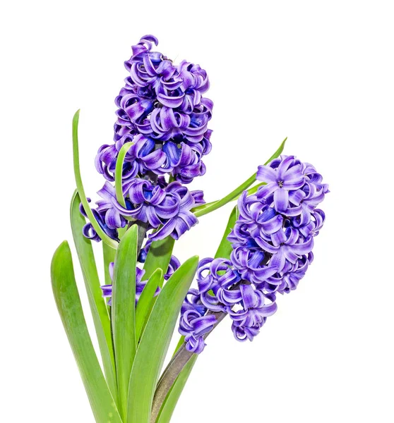 Zwei Zweige blaue lila Hyacinthus orientalis Blüten — Stockfoto