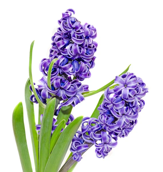 Zwei Zweige blaue lila Hyacinthus orientalis Blüten — Stockfoto