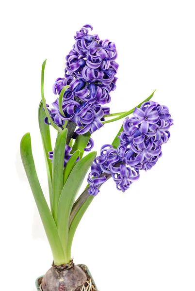 Zwei Zweige blaue lila Hyacinthus orientalis Blüten — Stockfoto