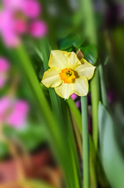 Gelbe Narzissenblütenpflanze, Narzisse aus Amaryllidagewächsen — Stockfoto