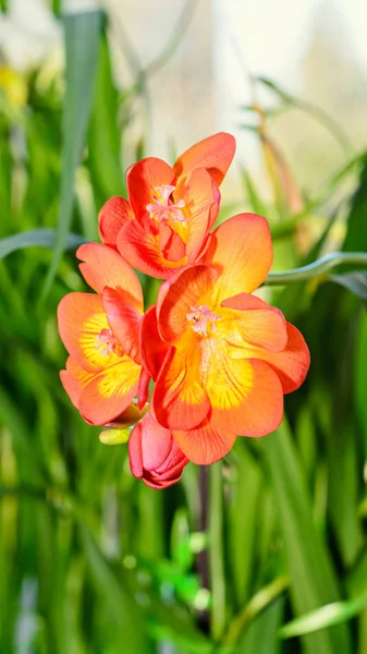 Цветок апельсина, подоконник, зеленое растение крупным планом — стоковое фото