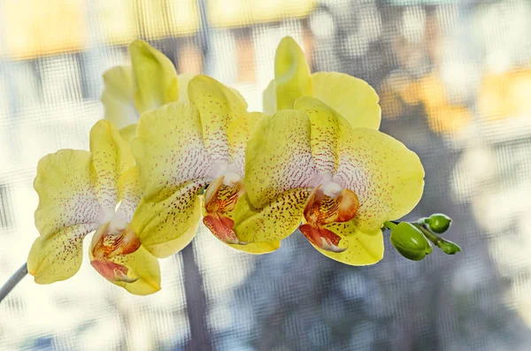 Желтые орхидеи с красными пестиками закрывают ветви цветов, изолированные — стоковое фото