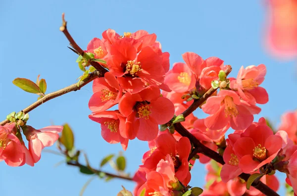 stock image Chaenomeles japonica pink tree flowers,  Maule's quince