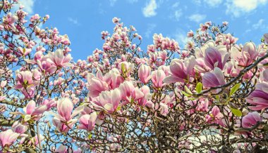 Manolya pembe çiçekleri, dalları kapatın, açık hava.