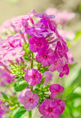 Arabis veya rockcress pembe çiçekler, yeşil bush, yakın